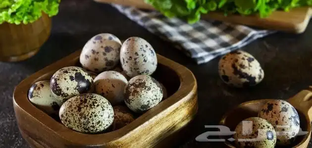 مزارع طائر الرفراف للإنتاج طيور السمان وبيض السمان 4