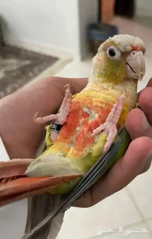 كنيور العمر 4-5 شهور 0