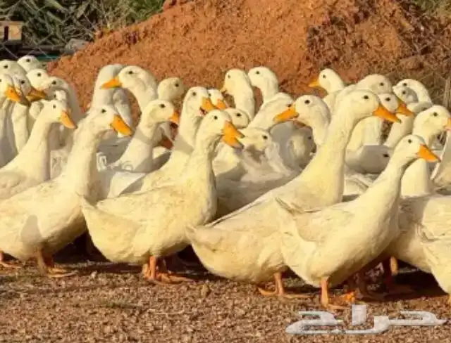 بط بكين إمهات بشائر بياض 0