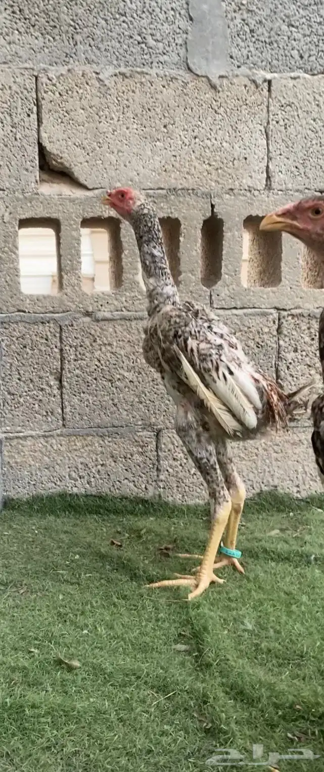 فروخ شاموا الماني 0