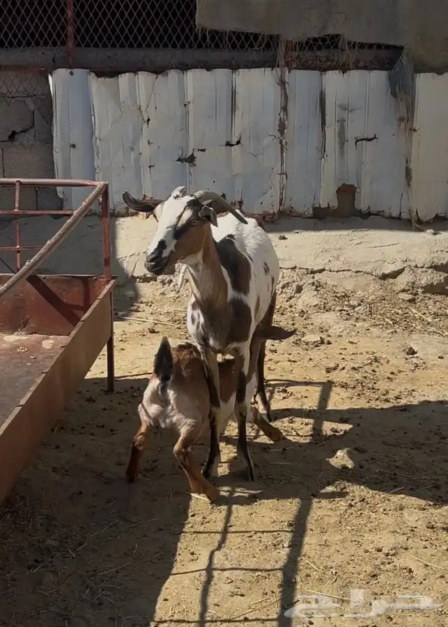 عنز تحتها تيس 1