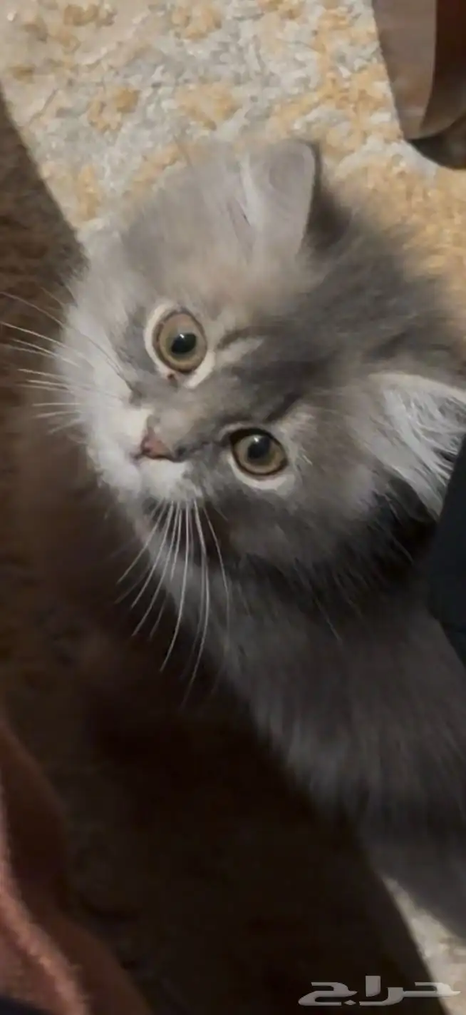 سكوتش ستريت 0