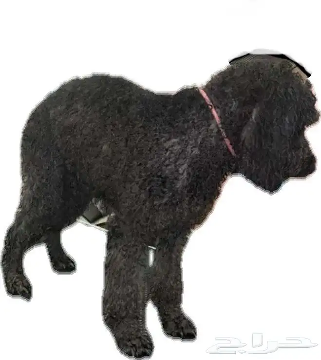 كلب ضايع بودل اسود 0