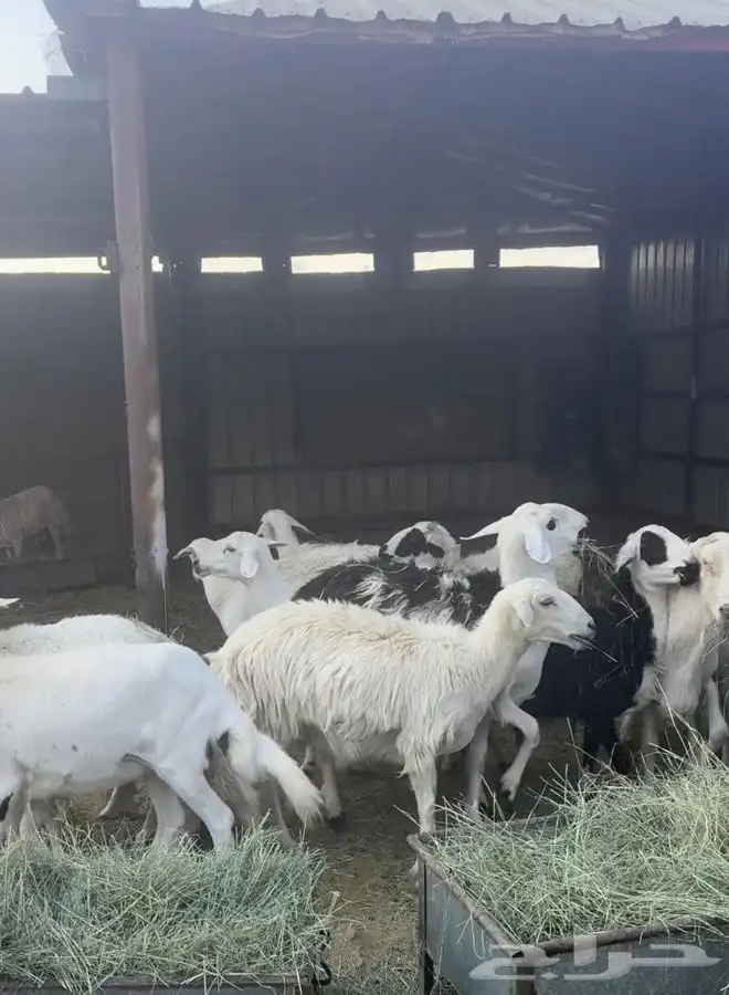 غنم للبيع العدد 20 معها 2 فحول ا 0