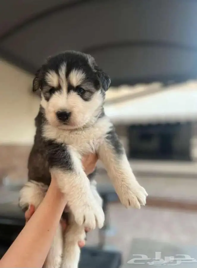 مطلوب جرو صغير حراسة غنم بعمر شهر 0