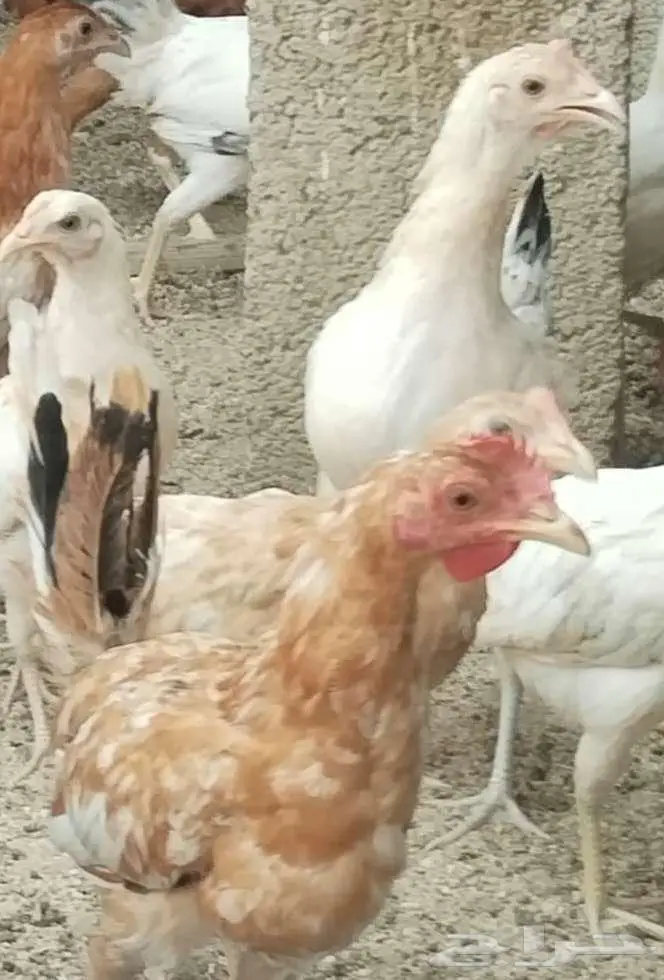 دجاج بلدي 0