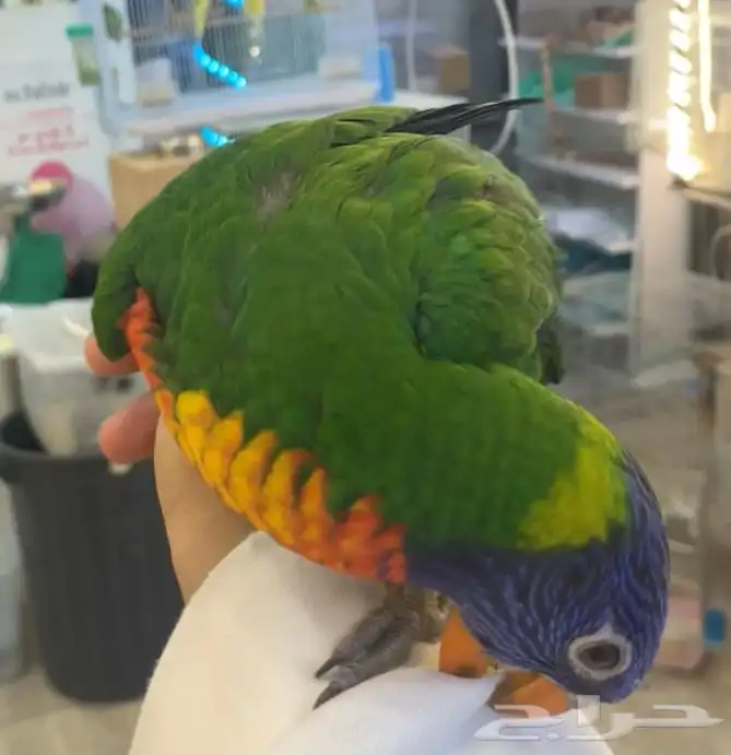 للبيع ببغاء لوري 4