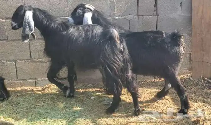 5 معزاء عوارض طيبات بالحيل 3