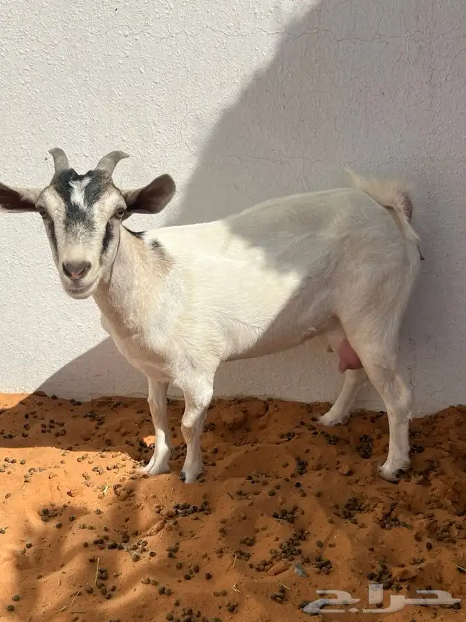 عنز هجين قزمي 3