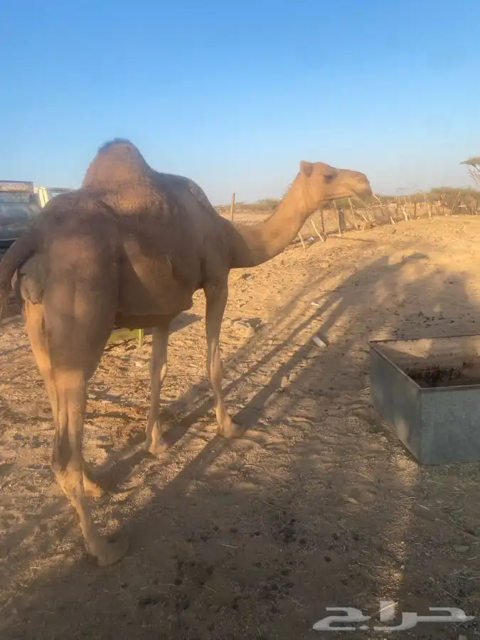 نياق لقحات ثنتين 0