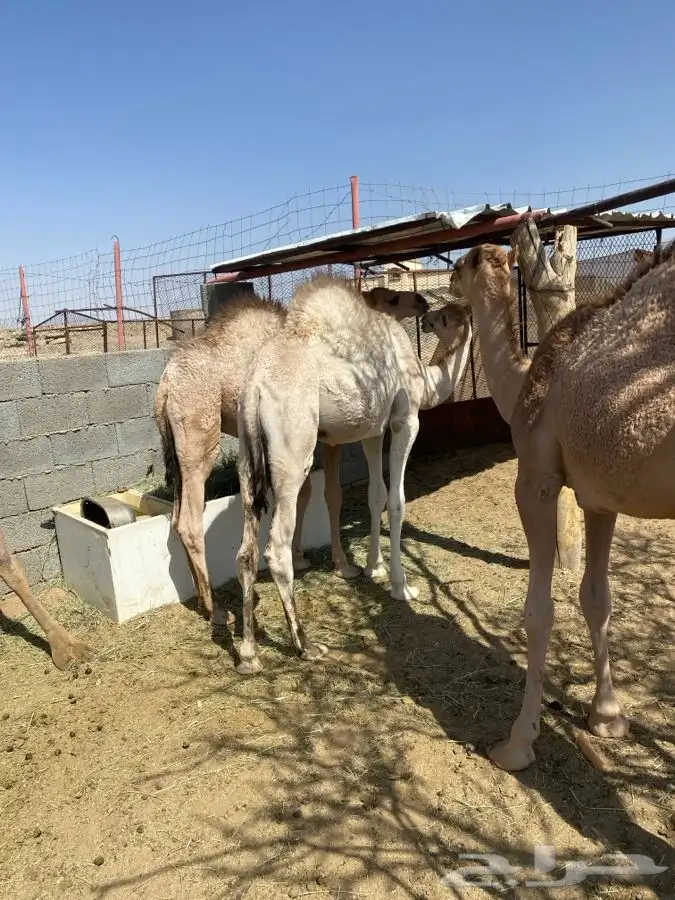 6 قعدان فل شحم 5