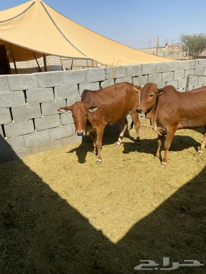 حسلان للبيع 3