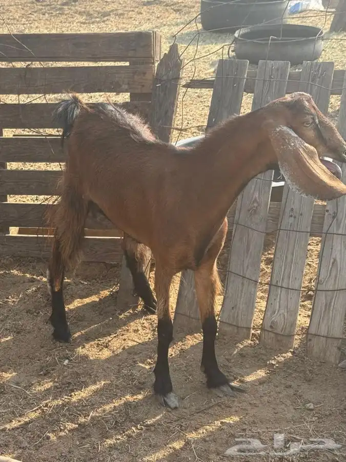 عنز محايليه شحم وجفره ثنيه دافع 13