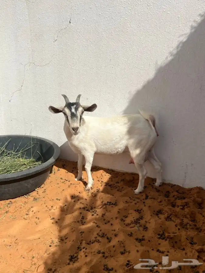 عنز هجين قزمي 0