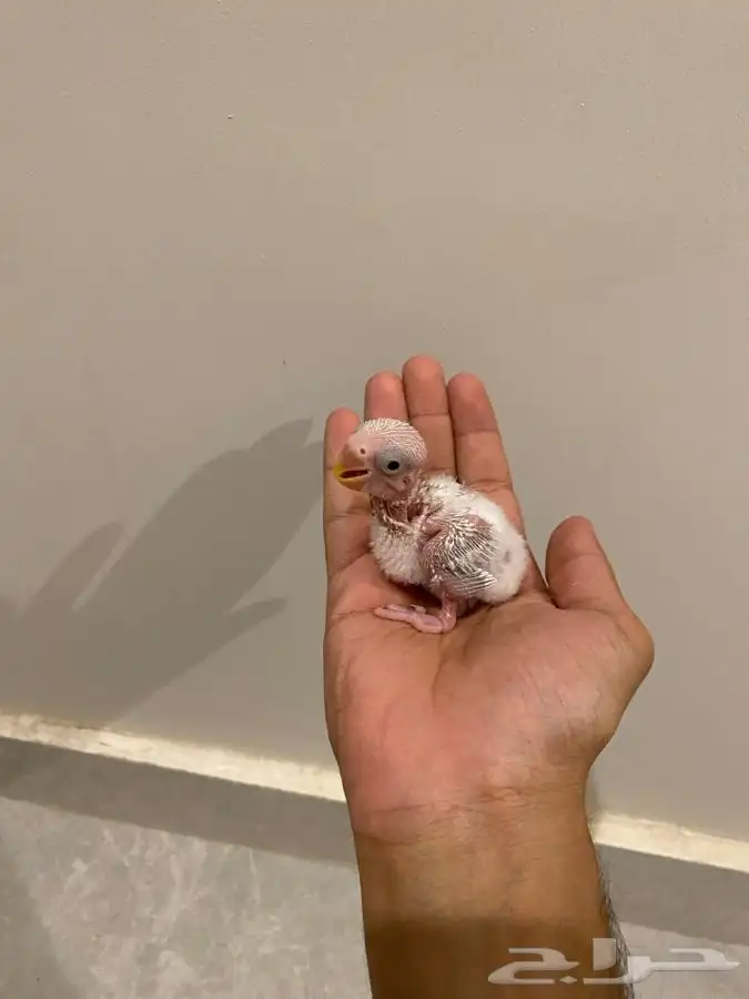 فرخ روز للبيع 1