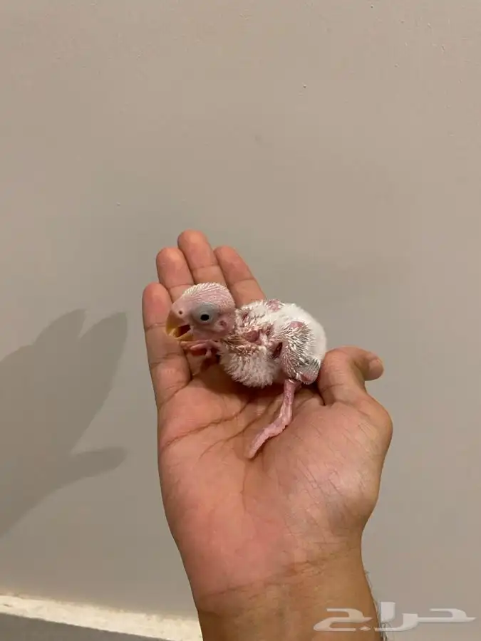 فرخ روز للبيع 0