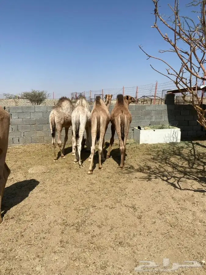 6 قعدان فل شحم 6