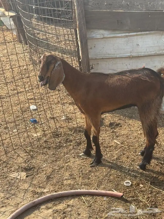 عنز محايليه شحم وجفره ثنيه دافع 14