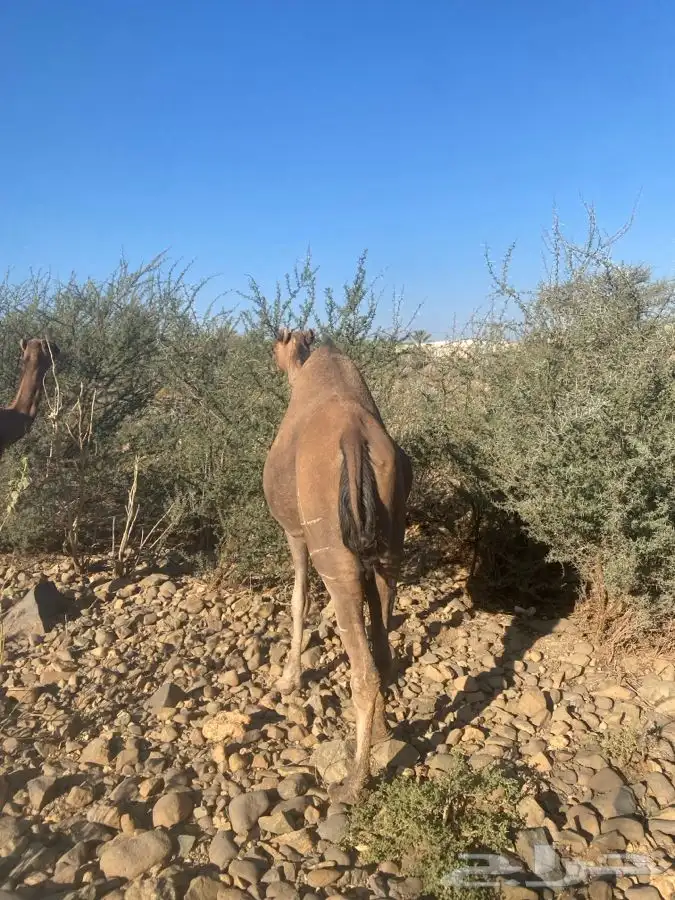 نياق لقحات ثنتين 2