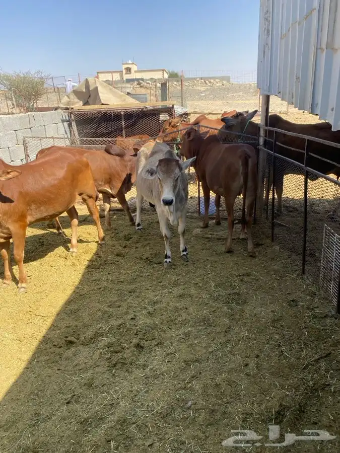 حسلان للبيع 2