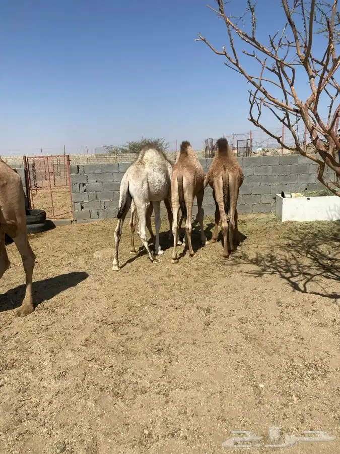 6 قعدان فل شحم 3