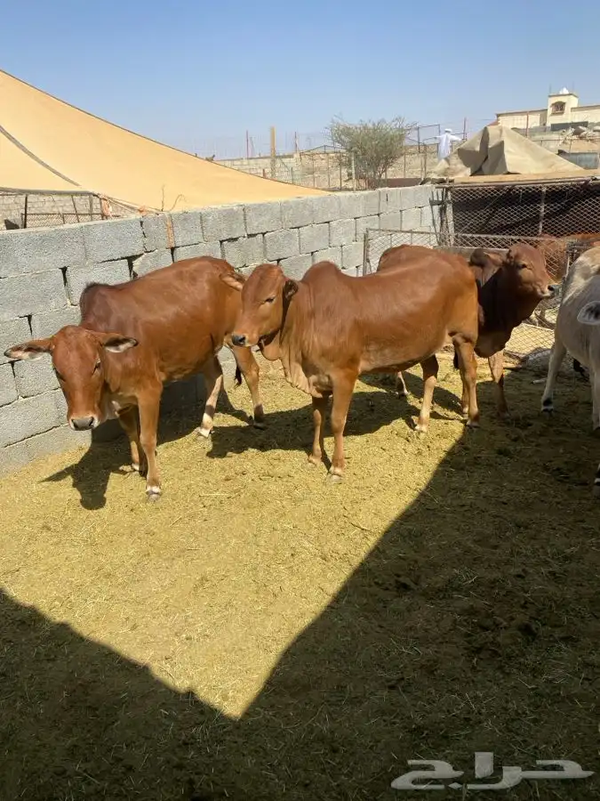 حسلان للبيع 4