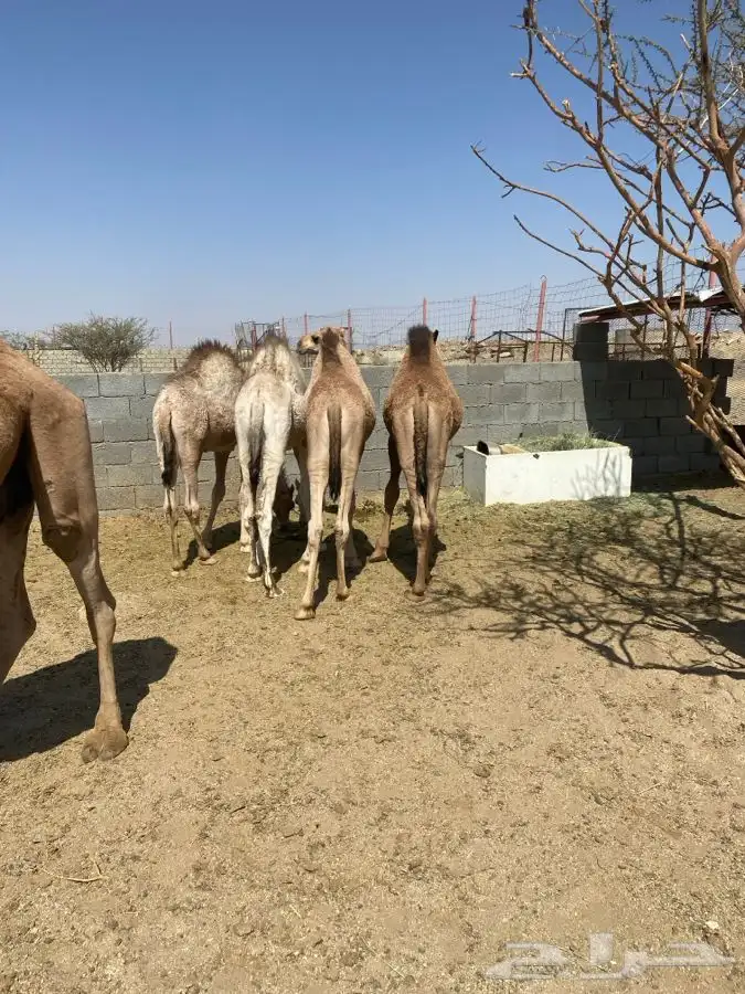 6 قعدان فل شحم 2