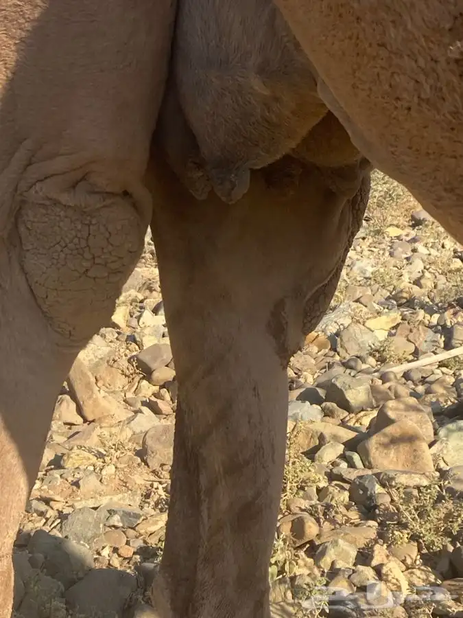 نياق لقحات ثنتين 1