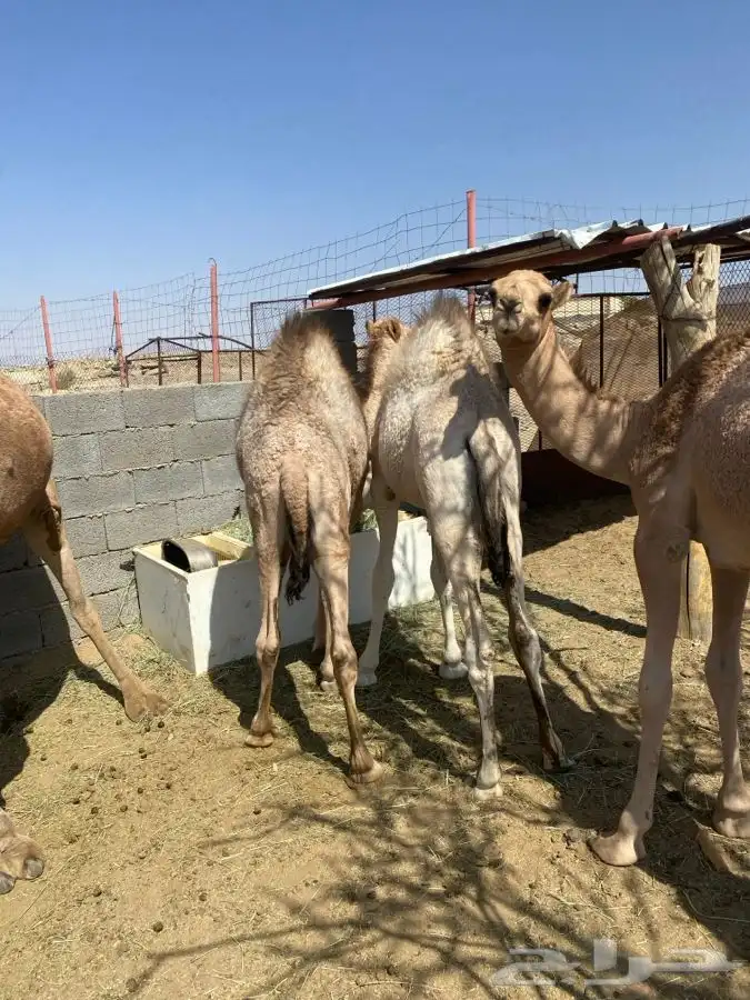 6 قعدان فل شحم 4