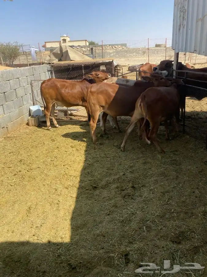 حسلان للبيع 0