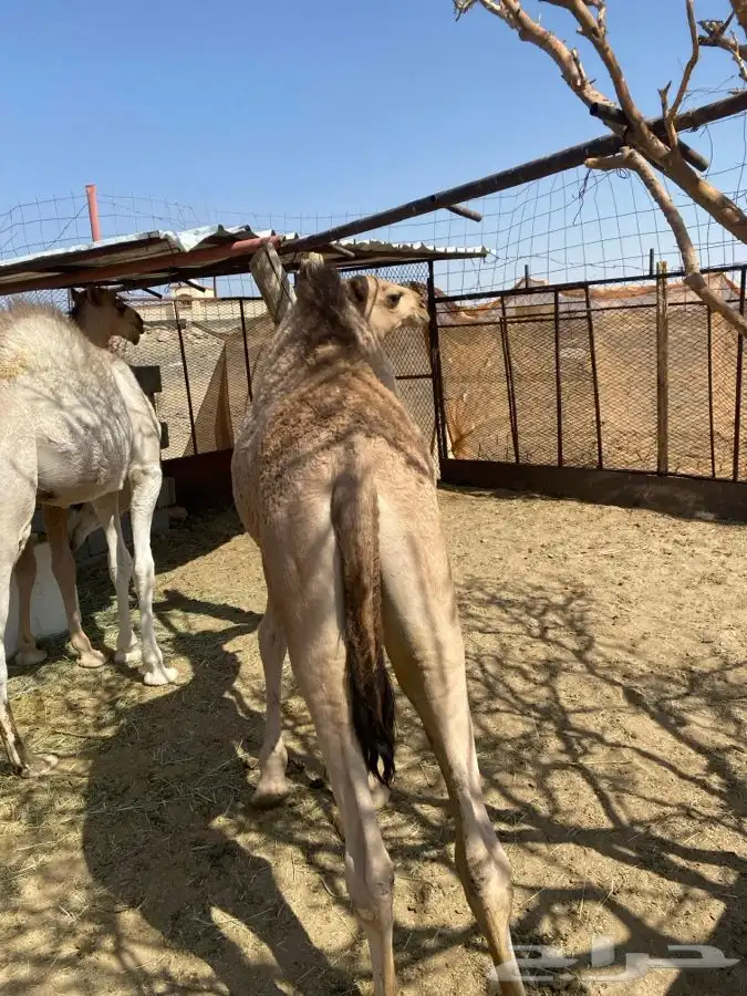 6 قعدان فل شحم 9