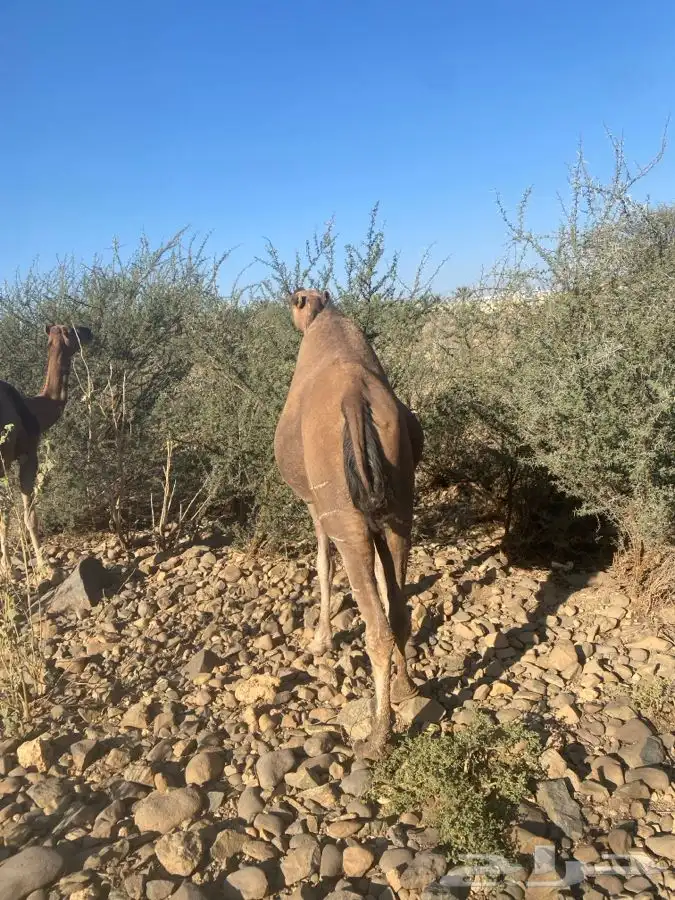 نياق لقحات ثنتين 4