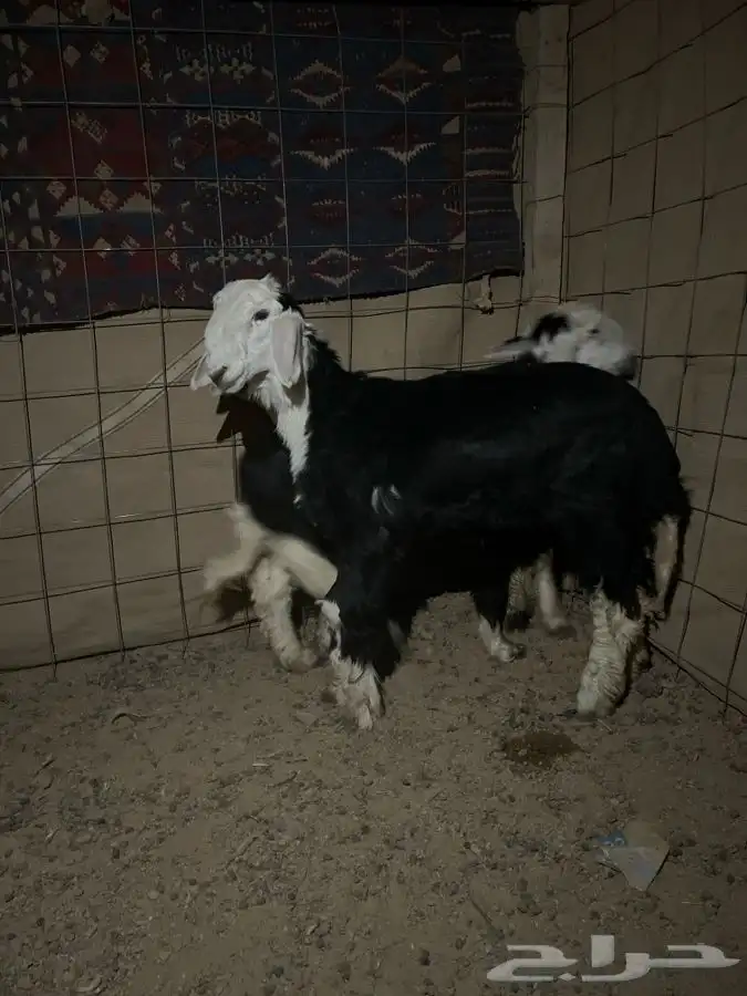 خرفان للبيع 1