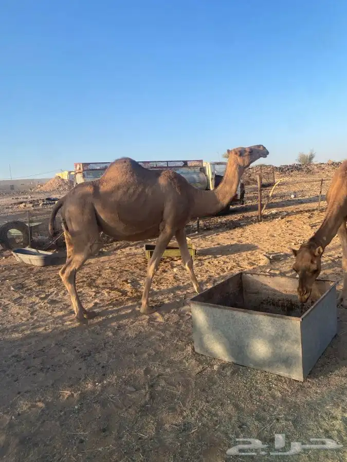 نياق لقحات ثنتين 5