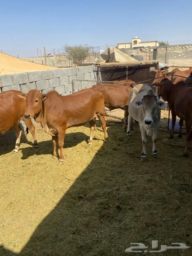 حسلان للبيع 1