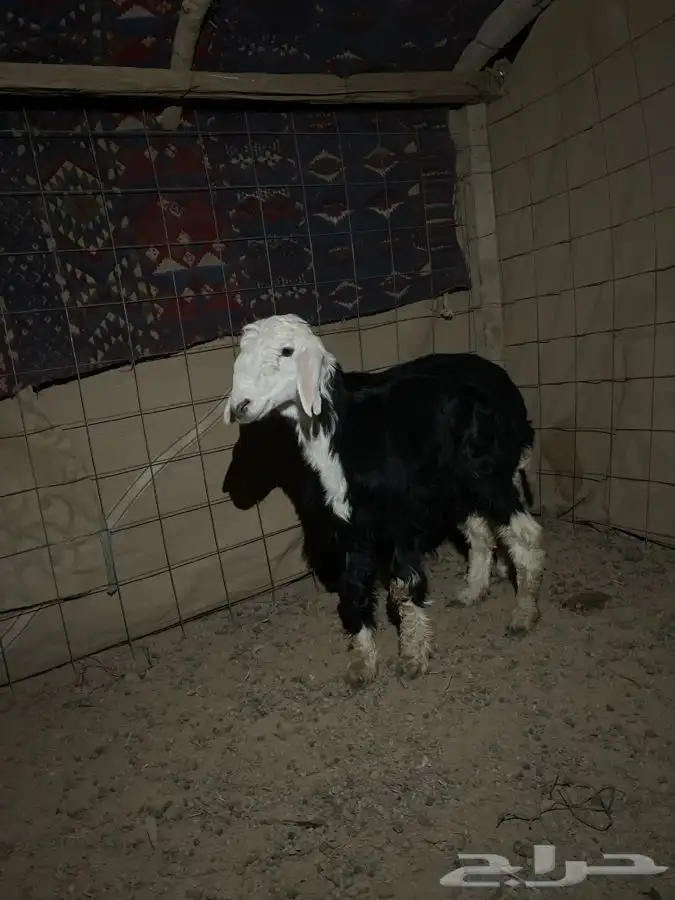 خرفان للبيع 0