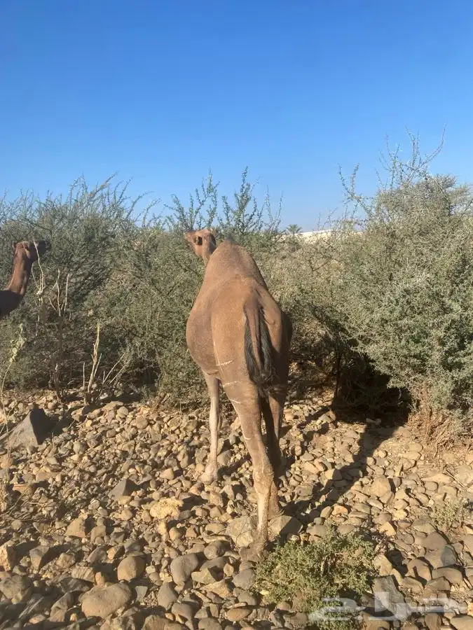 نياق لقحات ثنتين 3