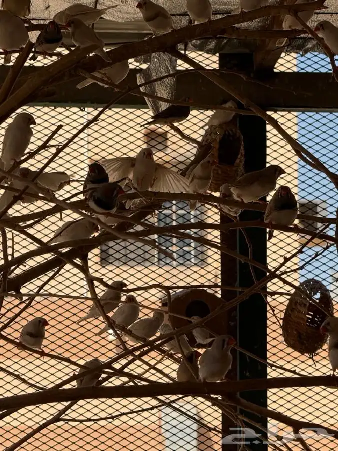 طيور زيبرا بوحسون 6