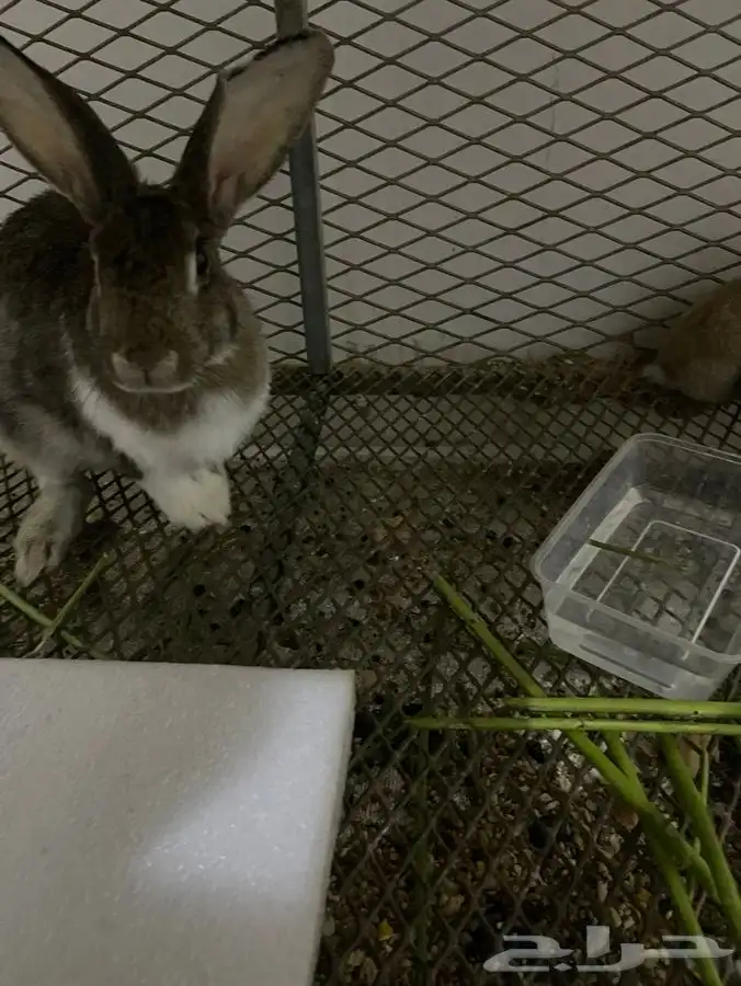 ارنب للبيع 4