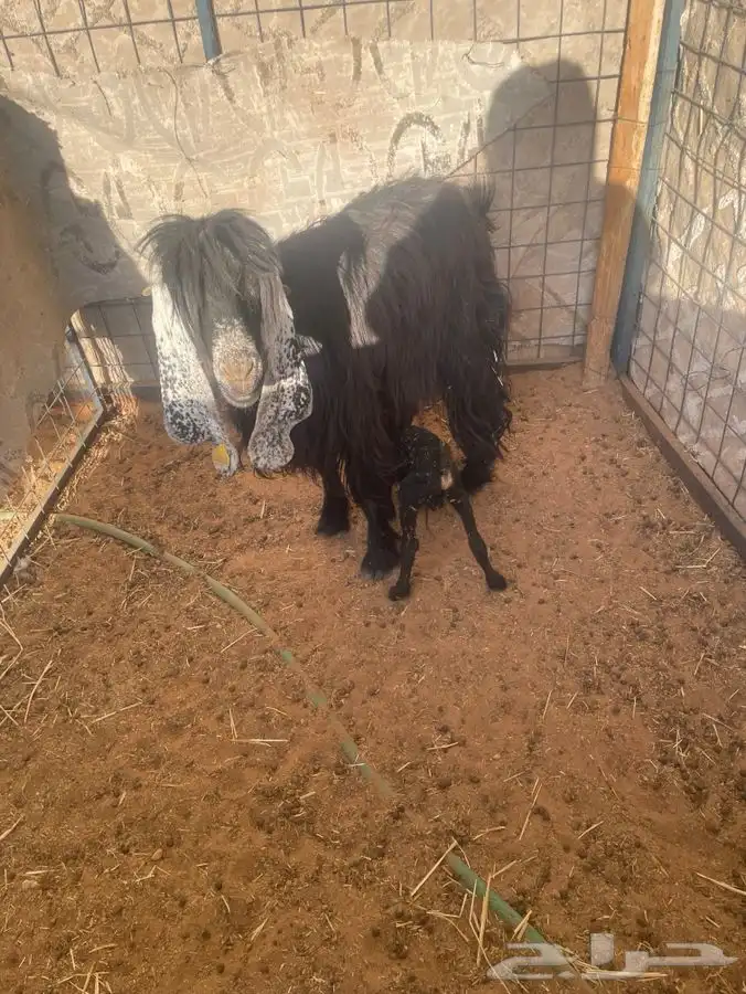 للبيع معزا موليد 4