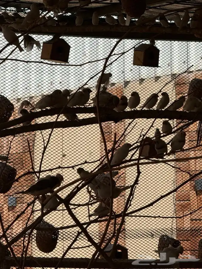 طيور زيبرا بوحسون 3