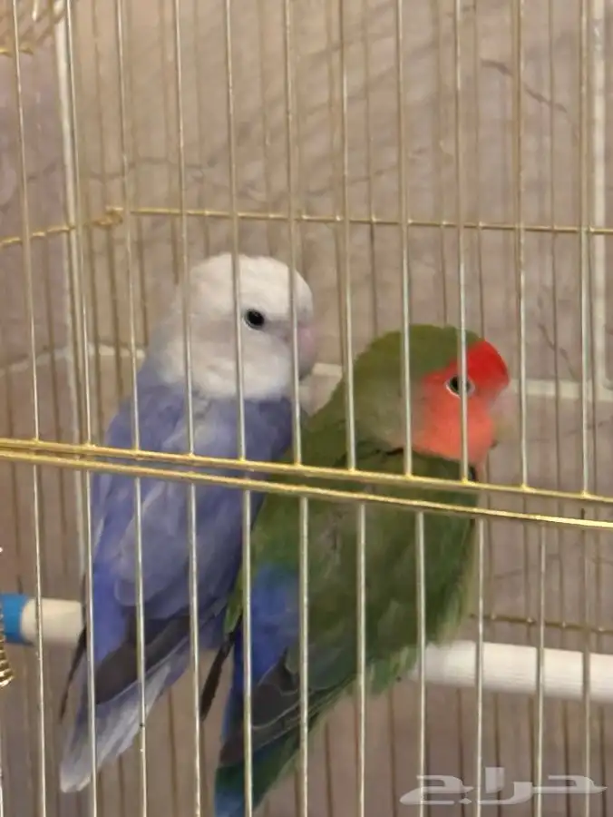 عصافير روز 0