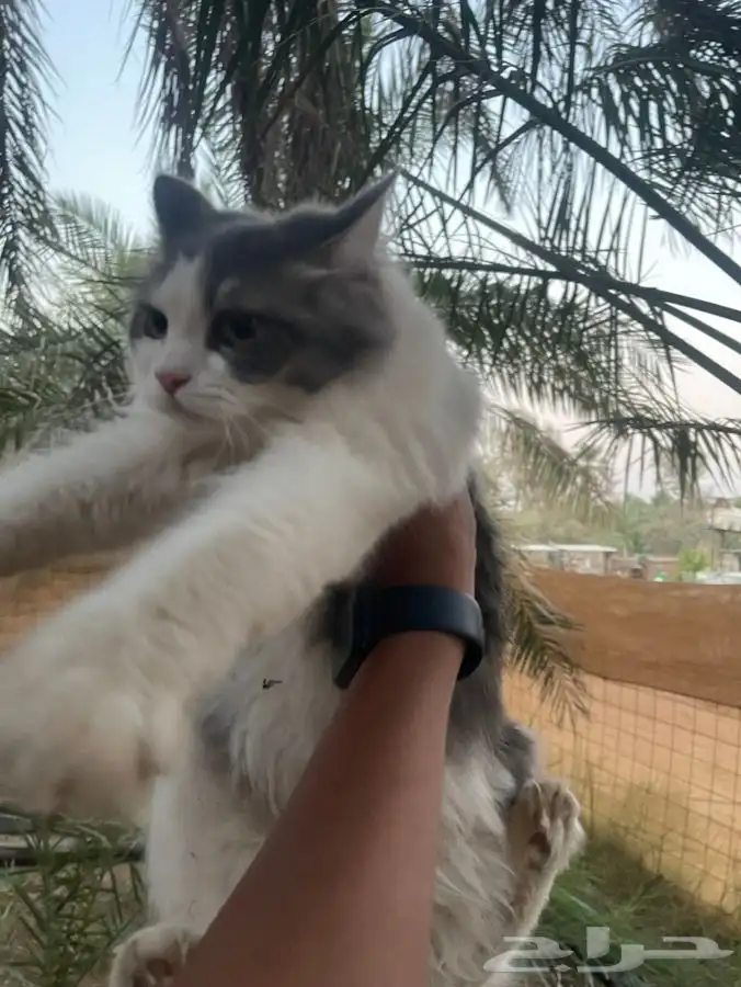 قط لي تبني 1