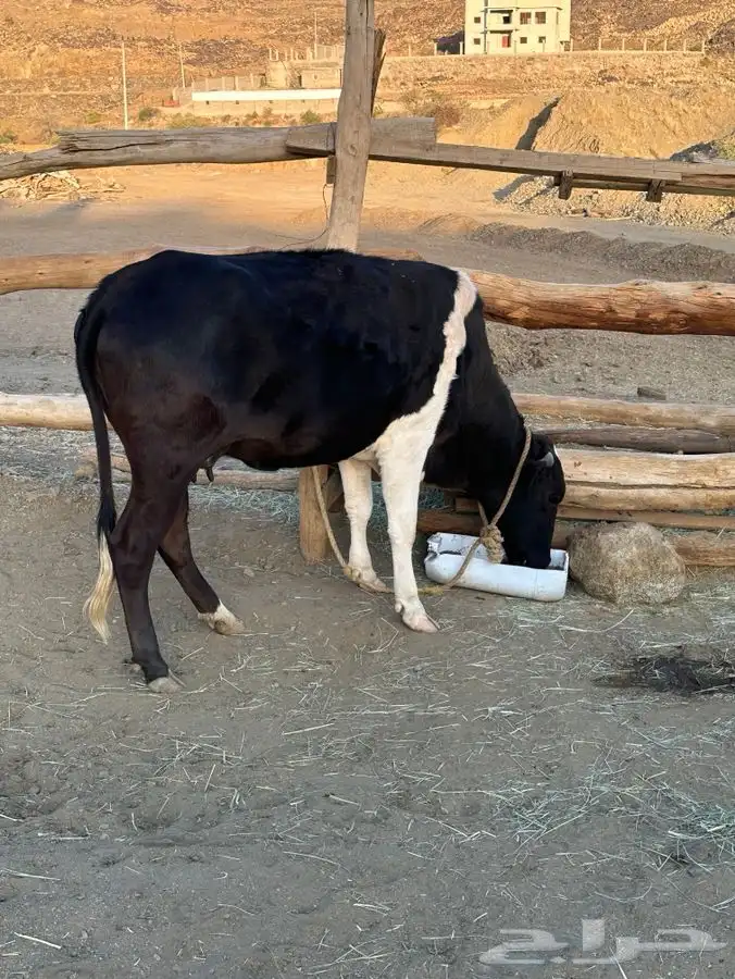 بقره للبيع 0