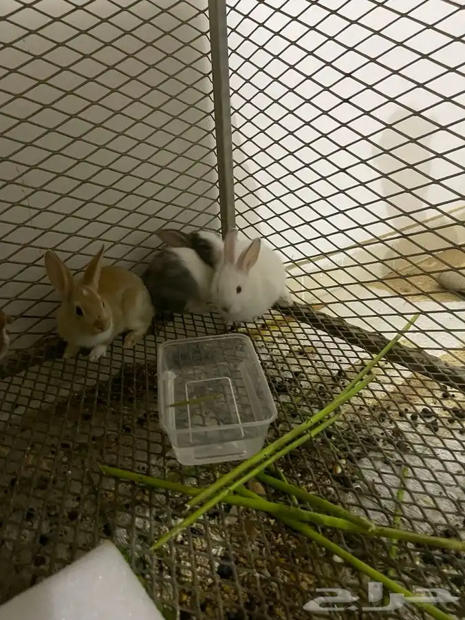 ارنب للبيع 1