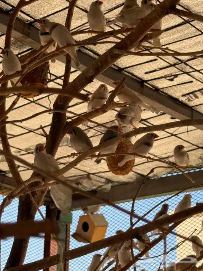 طيور زيبرا بوحسون 0