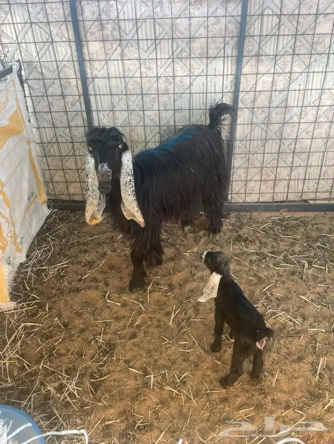 للبيع معزا موليد 1