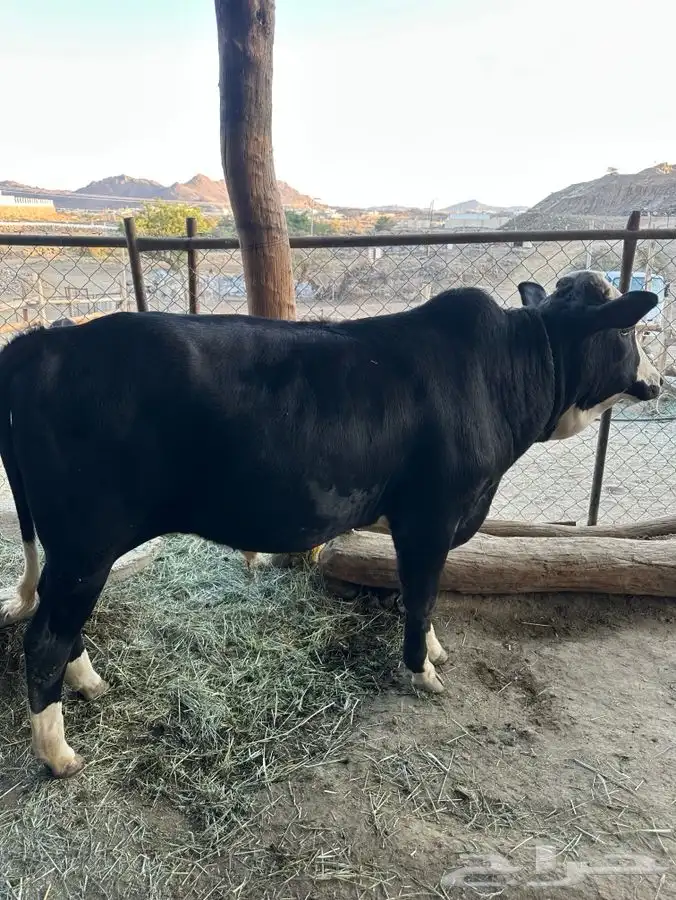 بقره للبيع 1