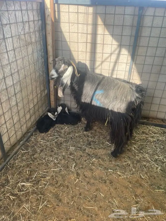 للبيع معزا موليد 0