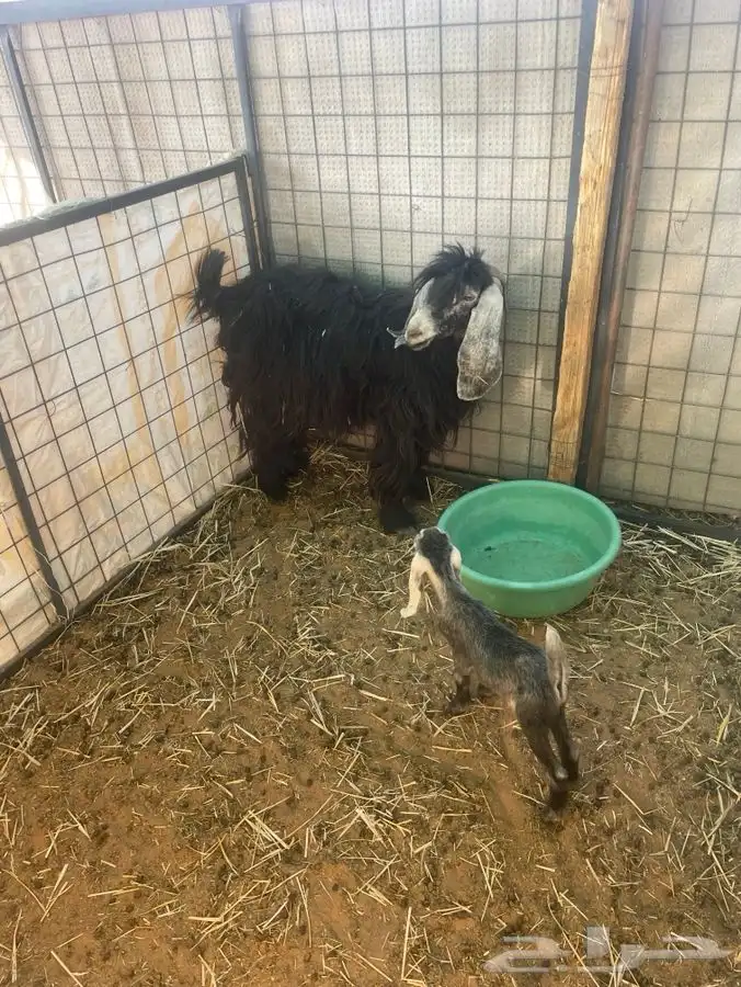 للبيع معزا موليد 3